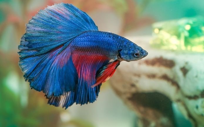 5 Enriching Ideas to Make Your Betta Fish Happy at Home