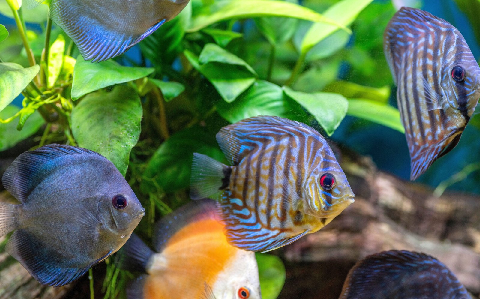 5 Recommended Fish Tank Ideas for a 55 Gallon Aquarium