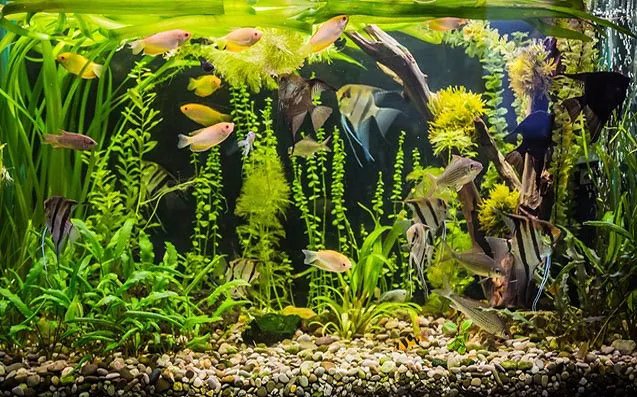 Essential Tips for Becoming an Expert Aquarium Keeper