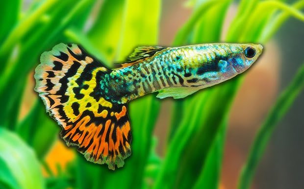 Exploring the Fascinating World of Livebearer Fish in Aquariums