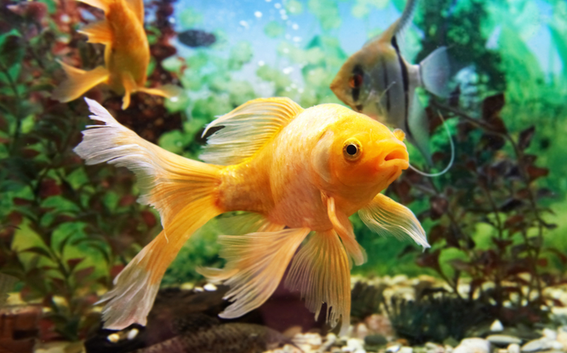 How to Clear Up Cloudy Fish Tank Water Fast and Naturally