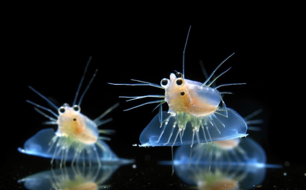 How to Culture Daphnia Successfully at Home