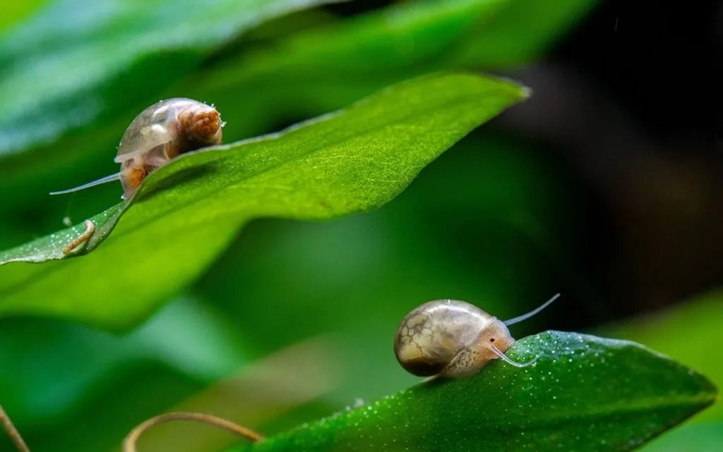 How to Get Rid of Aquarium Snails Naturally: Effective Methods Revealed