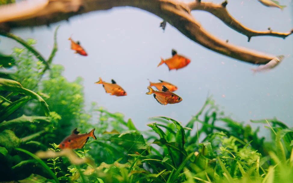 How to Prepare a Fish Tank for Fish: Beginner's Step-by-Step Guide