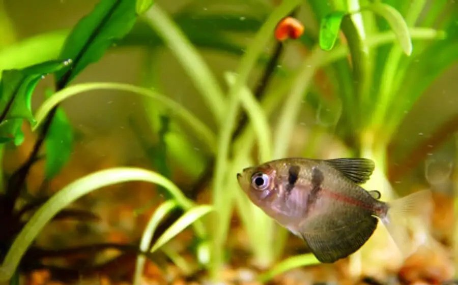 How to Quarantine Fish: Best Practices for Healthy Aquariums