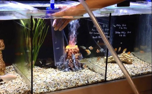 Mastering Gravel Vacuum Techniques for Sparkling Aquariums: A Comprehensive Guide