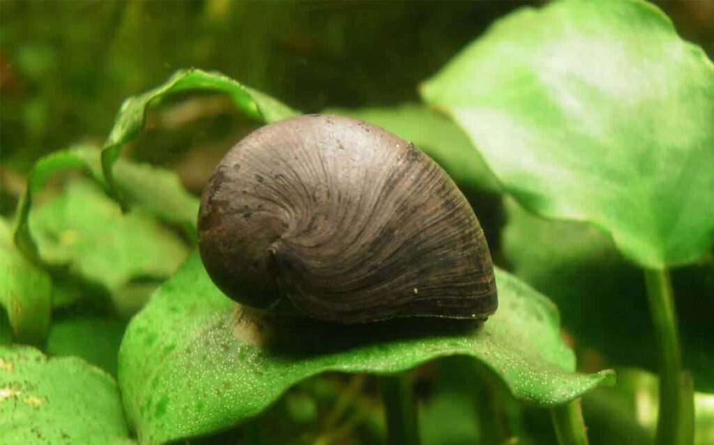 Mastering Nerite Snails Care: Essential Guide for Beginners