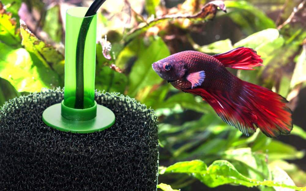 Maximize Filtration Efficiency with Aquarium Filter Intake Sponge