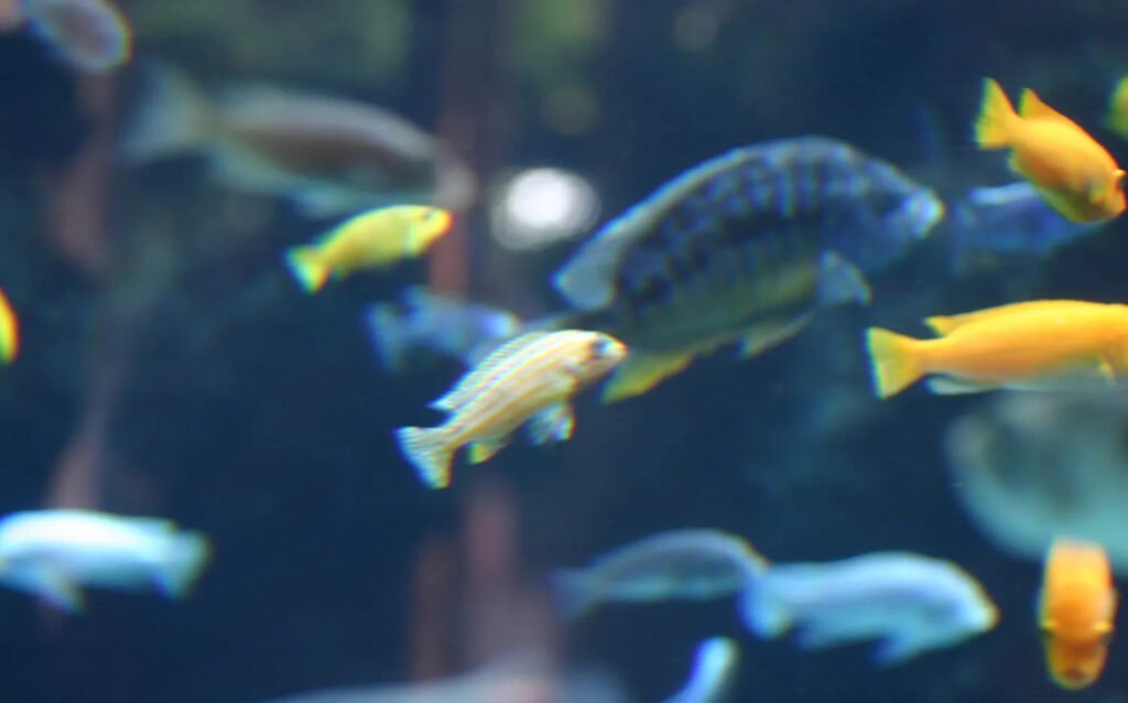 Select Efficient Techniques for Capturing Aquarium Fish Professionally