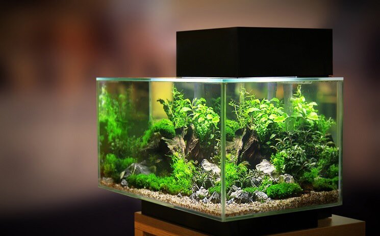 Top 5 Fish Tank Ideas for a 40 Gallon Breeder Aquarium