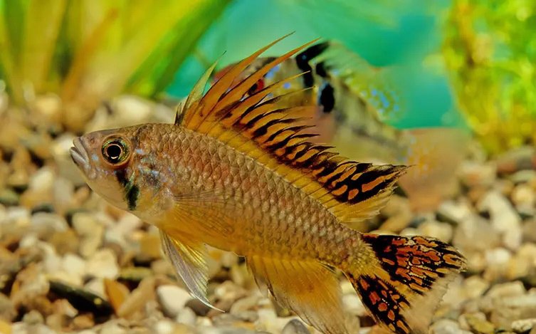 Ultimate Care Guide for Apistogramma Dwarf Cichlids