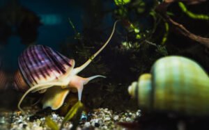 Ultimate Guide: How to Care for Mystery Snails Like a Pro