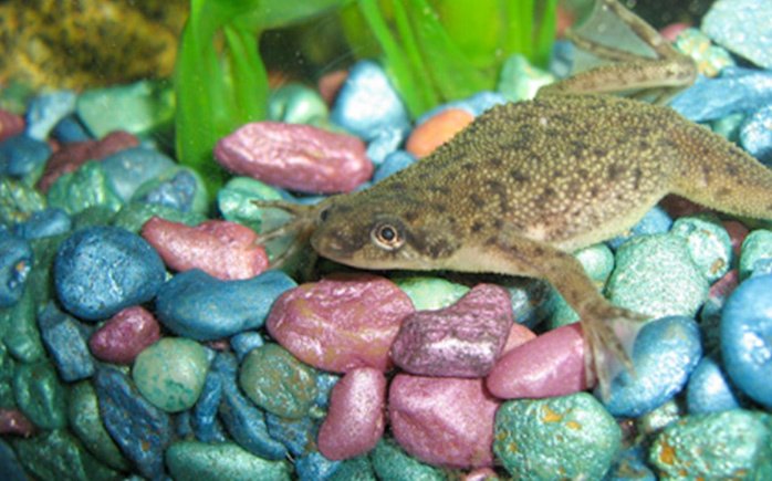 Ultimate Guide to African Dwarf Frog Care