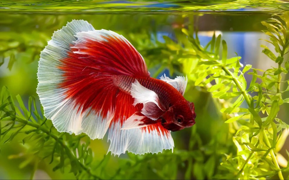 Ultimate Guide to Live Plants for Betta Fish Tanks